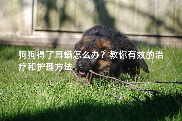狗狗得了耳螨怎么辦？教你有效的治療和護(hù)理方法