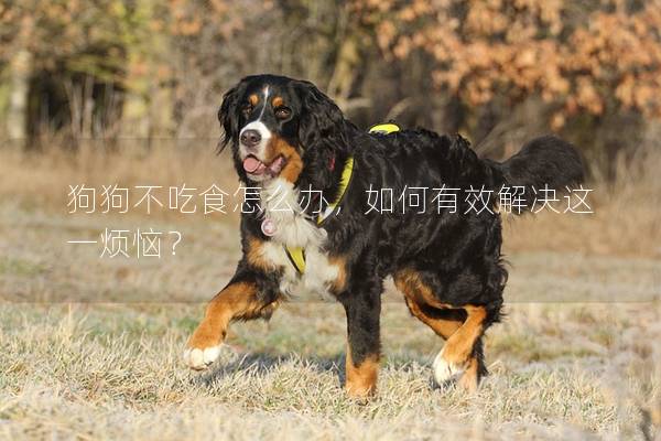 狗狗不吃食怎么辦，如何有效解決這一煩惱？