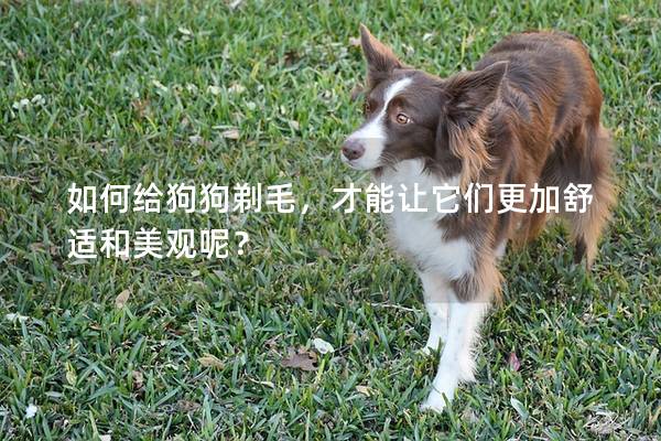 如何給狗狗剃毛，才能讓它們更加舒適和美觀呢？