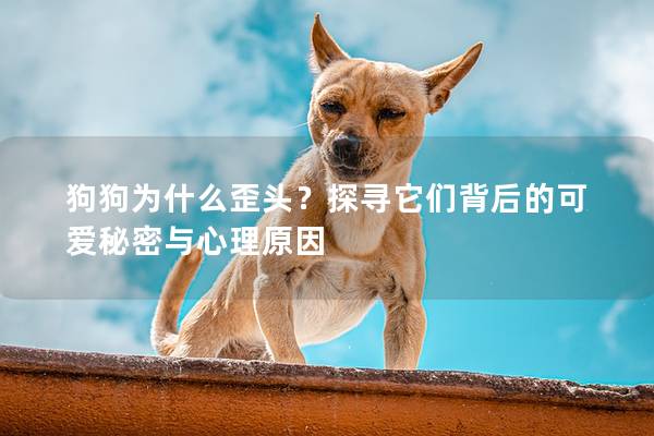 狗狗為什么歪頭?探尋它們背后的可愛秘密與心理原因 狗狗為什么歪頭?探尋它們背后的可愛秘密與心理原因