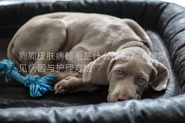 狗狗皮膚病掉毛是什么原因？了解常見病因與護理方法
