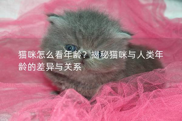 貓咪怎么看年齡？揭秘貓咪與人類年齡的差異與關系