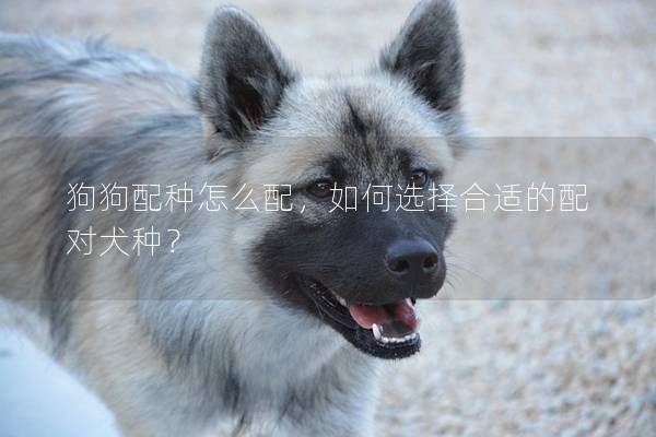 狗狗配種怎么配，如何選擇合適的配對犬種？