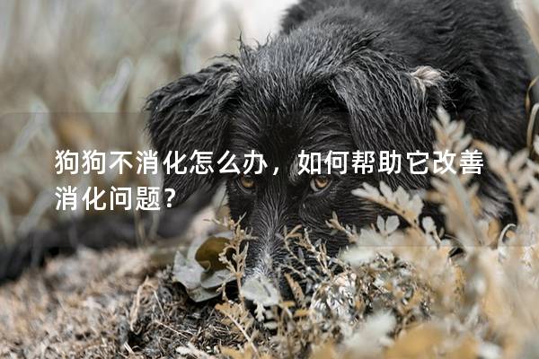 狗狗不消化怎么辦，如何幫助它改善消化問題？