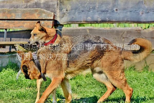 狗狗總舔毛是怎么回事？探究背后的原因與解決方法