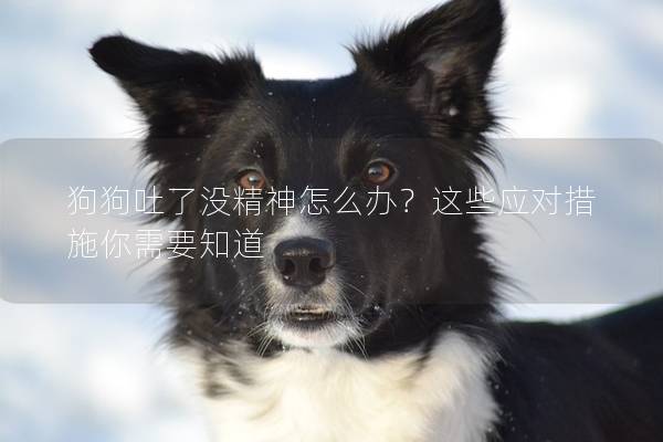 狗狗吐了沒精神怎么辦？這些應對措施你需要知道