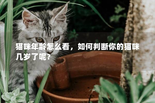 貓咪年齡怎么看，如何判斷你的貓咪幾歲了呢？