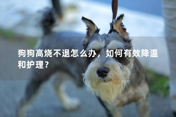 狗狗高燒不退怎么辦，如何有效降溫和護理？
