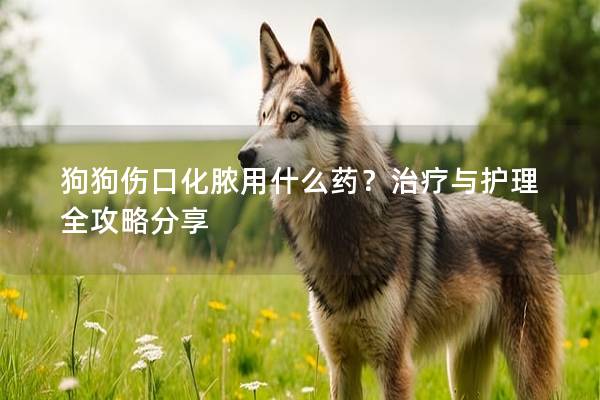 狗狗傷口化膿用什么藥？治療與護理全攻略分享