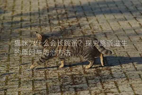 貓咪為什么會長跳蚤？探究跳蚤滋生的原因與防治方法