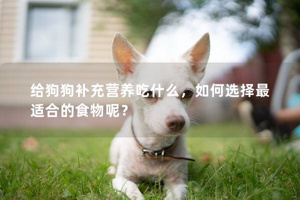 給狗狗補充營養吃什么，如何選擇最適合的食物呢？