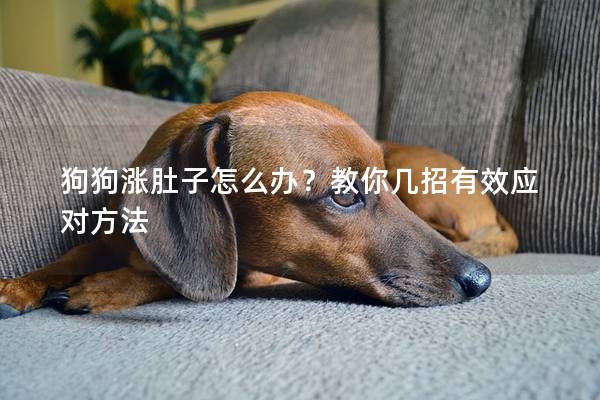 狗狗漲肚子怎么辦？教你幾招有效應對方法