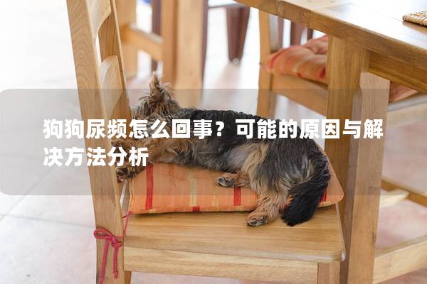狗狗尿頻怎么回事？可能的原因與解決方法分析