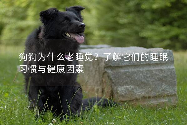 狗狗為什么老睡覺?了解它們的睡眠習慣與健康因素 狗狗為什么老睡覺?了解它們的睡眠習慣與健康因素