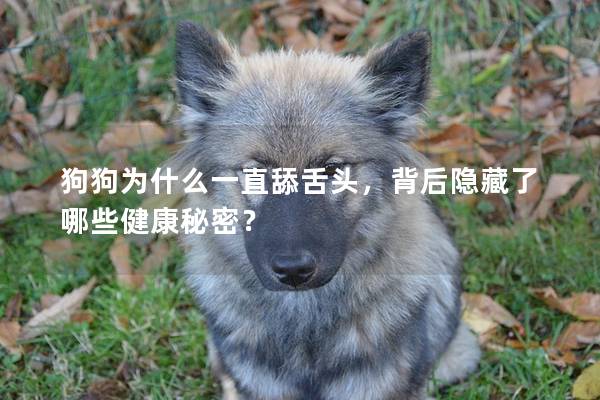 狗狗為什么一直舔舌頭，背后隱藏了哪些健康秘密？