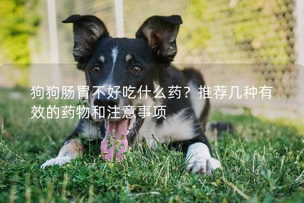 狗狗腸胃不好吃什么藥？推薦幾種有效的藥物和注意事項
