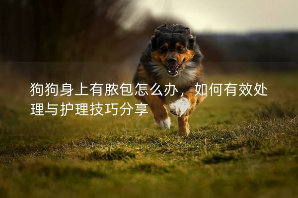 狗狗身上有膿包怎么辦，如何有效處理與護(hù)理技巧分享