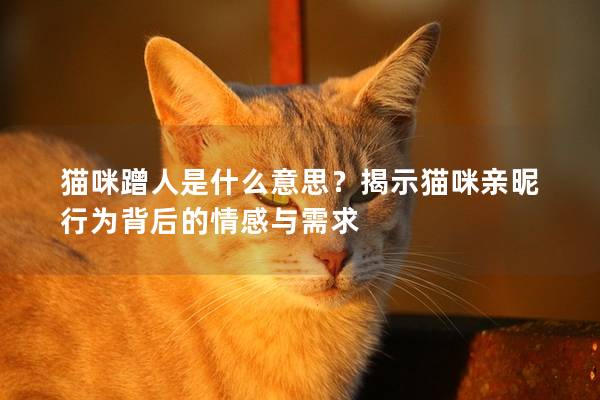 貓咪蹭人是什么意思?揭示貓咪親昵行為背后的情感與需求 貓咪蹭人是什么意思?揭示貓咪親昵行為背后的情感與需求