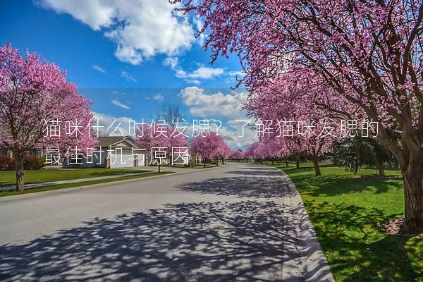 貓咪什么時(shí)候發(fā)腮？了解貓咪發(fā)腮的最佳時(shí)機(jī)與原因