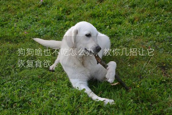 狗狗啥也不吃怎么辦，教你幾招讓它恢復食欲