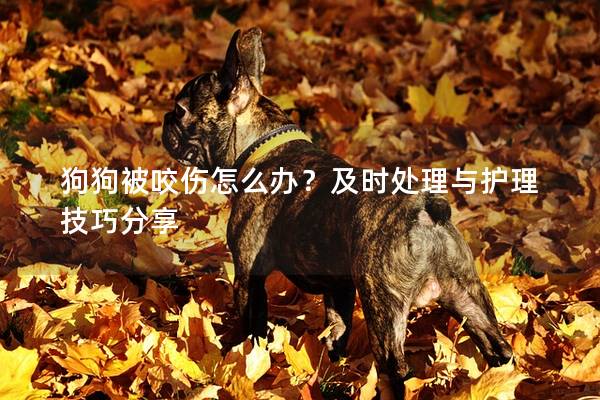狗狗被咬傷怎么辦？及時處理與護理技巧分享