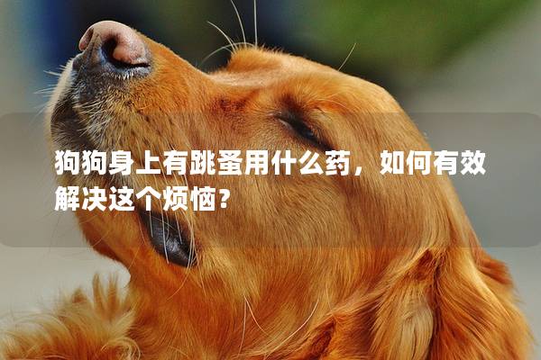 狗狗身上有跳蚤用什么藥，如何有效解決這個(gè)煩惱？