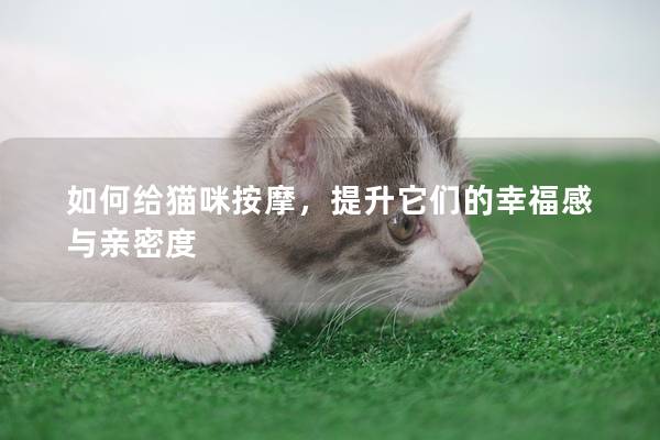 如何給貓咪按摩，提升它們的幸福感與親密度