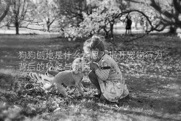 狗狗刨地是什么意思？揭開寵物行為背后的秘密與原因