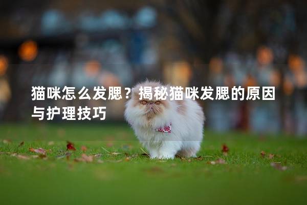 貓咪怎么發腮？揭秘貓咪發腮的原因與護理技巧