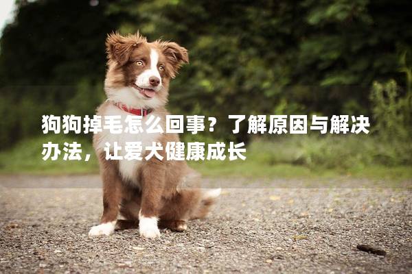 狗狗掉毛怎么回事？了解原因與解決辦法，讓愛犬健康成長