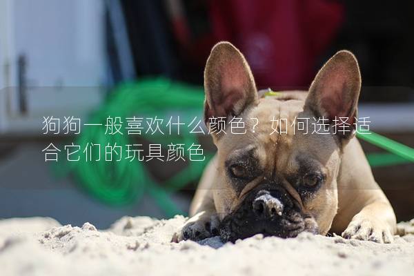 狗狗一般喜歡什么顏色？如何選擇適合它們的玩具顏色