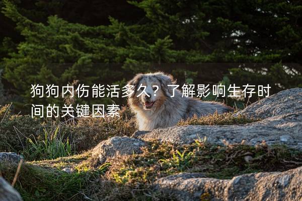 狗狗內傷能活多久？了解影響生存時間的關鍵因素