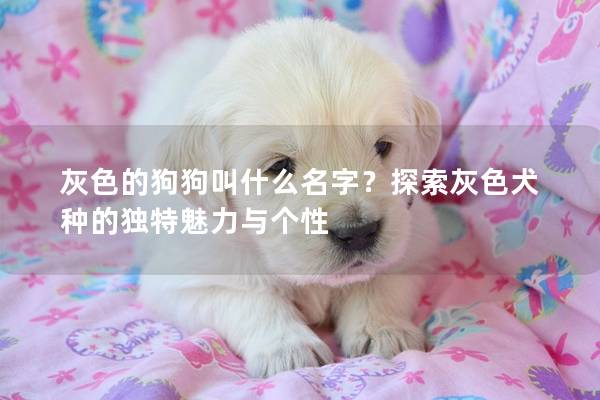 灰色的狗狗叫什么名字？探索灰色犬種的獨特魅力與個性