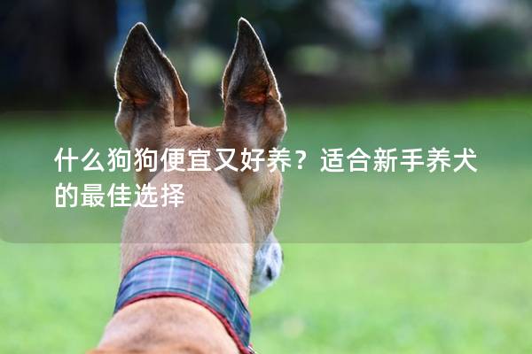 什么狗狗便宜又好養(yǎng)？適合新手養(yǎng)犬的最佳選擇