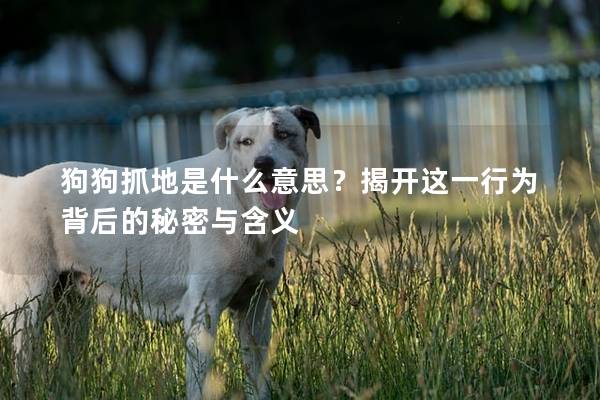 狗狗抓地是什么意思？揭開這一行為背后的秘密與含義