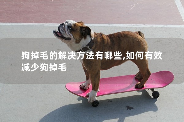 狗掉毛的解決方法有哪些,如何有效減少狗掉毛