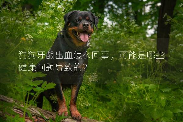 狗狗牙齦出血怎么回事，可能是哪些健康問題導致的？