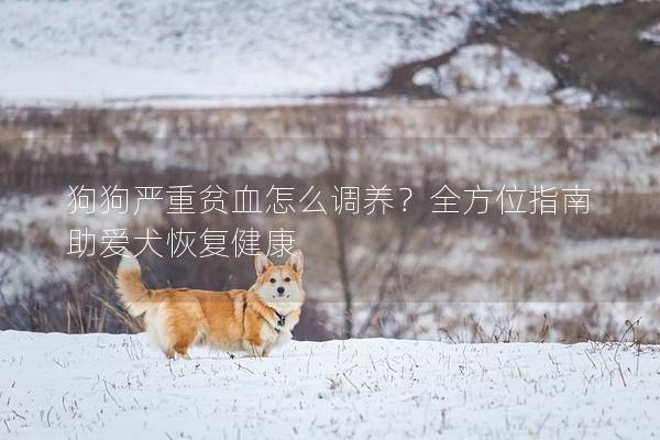 狗狗嚴重貧血怎么調養？全方位指南助愛犬恢復健康