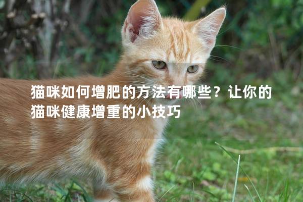 貓咪如何增肥的方法有哪些?讓你的貓咪健康增重的小技巧 貓咪如何增肥的方法有哪些?讓你的貓咪健康增重的小技巧