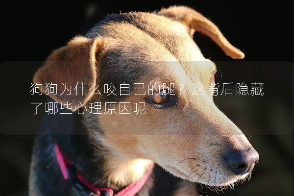 狗狗為什么咬自己的腿？這背后隱藏了哪些心理原因呢