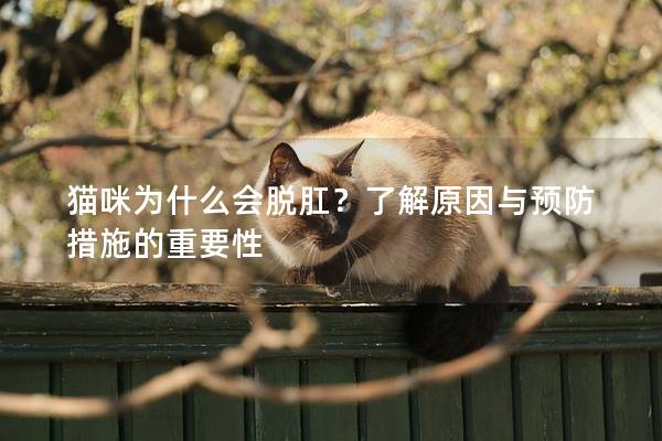 貓咪為什么會(huì)脫肛？了解原因與預(yù)防措施的重要性