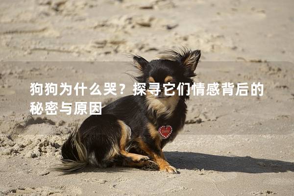 狗狗為什么哭?探尋它們情感背后的秘密與原因 狗狗為什么哭?探尋它們情感背后的秘密與原因