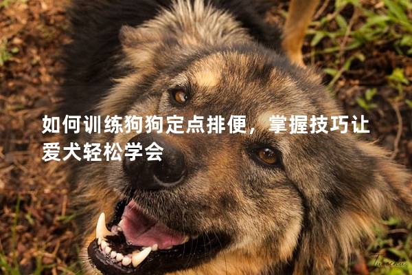 如何訓練狗狗定點排便，掌握技巧讓愛犬輕松學會