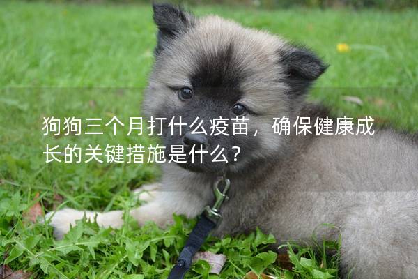 狗狗三個月打什么疫苗，確保健康成長的關鍵措施是什么？
