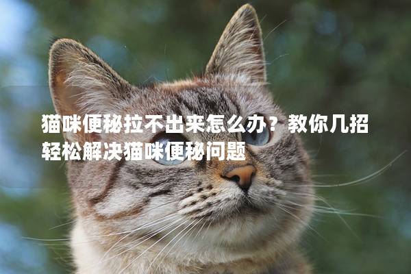 貓咪便秘拉不出來怎么辦？教你幾招輕松解決貓咪便秘問題