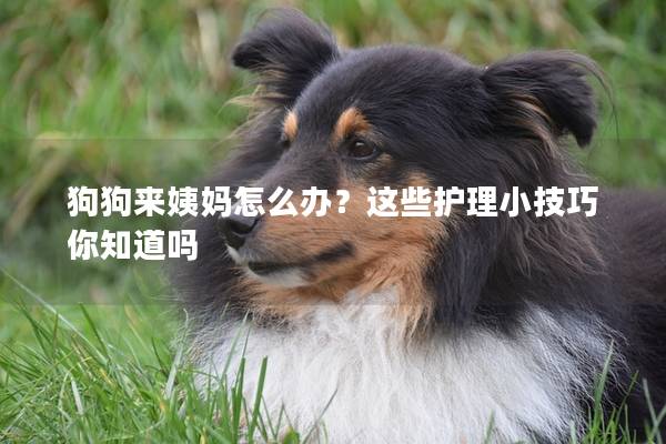 狗狗來姨媽怎么辦?這些護理小技巧你知道嗎 狗狗來姨媽怎么辦?這些護理小技巧你知道嗎