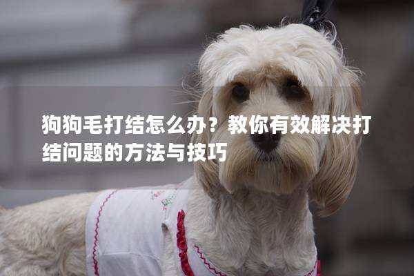 狗狗毛打結怎么辦？教你有效解決打結問題的方法與技巧