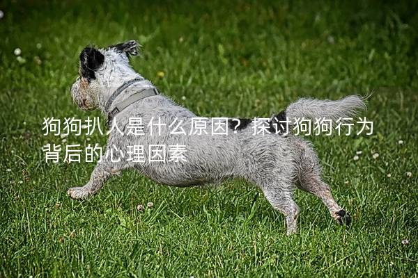 狗狗扒人是什么原因？探討狗狗行為背后的心理因素