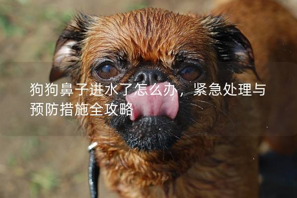 狗狗鼻子進水了怎么辦，緊急處理與預防措施全攻略