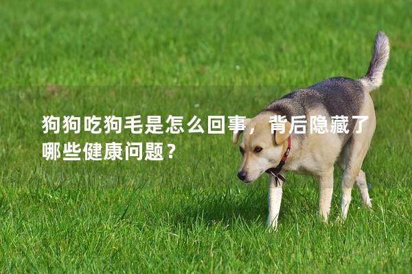 狗狗吃狗毛是怎么回事，背后隱藏了哪些健康問題？